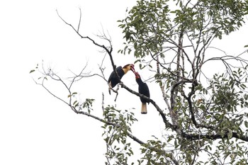 Writhed Hornbill PICOP(PHILIPPINE) Tue, 3/20/2018