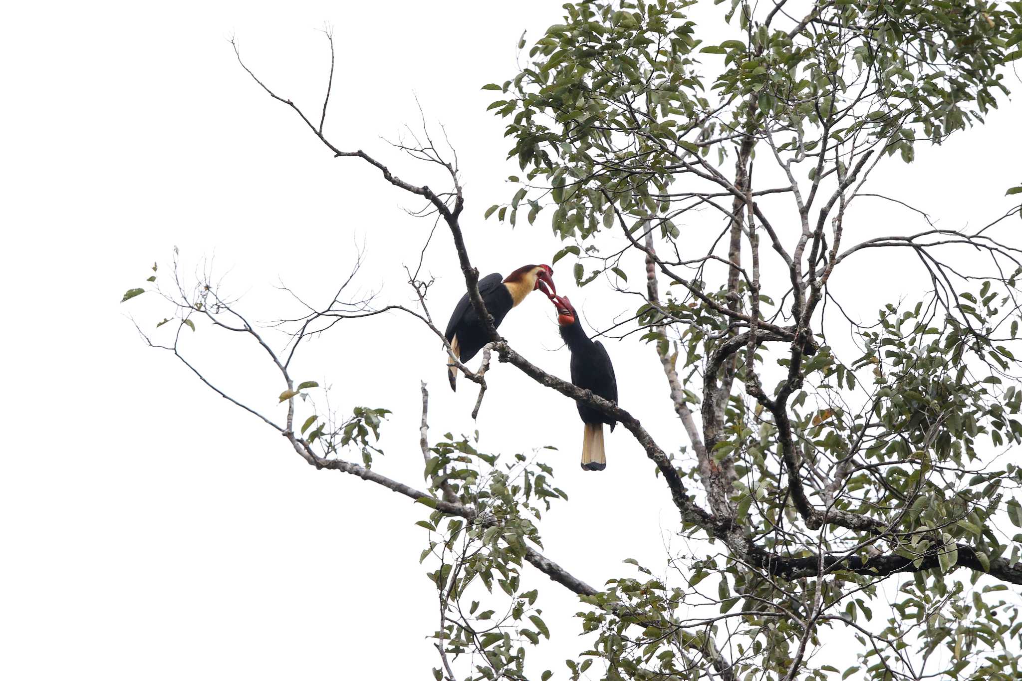 Photo of Writhed Hornbill at PICOP(PHILIPPINE) by Trio