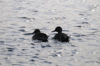 Northern Pintail 多摩川 Fri, 8/12/2022