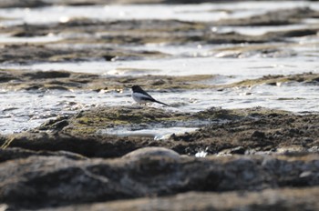 Japanese Wagtail 多摩川 Fri, 8/12/2022