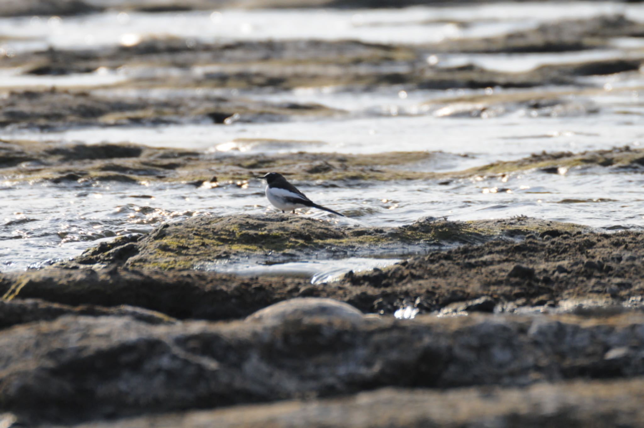 Photo of Japanese Wagtail at 多摩川 by すずらん