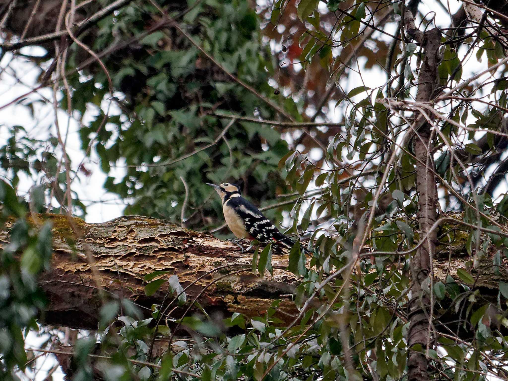 Great Spotted Woodpecker