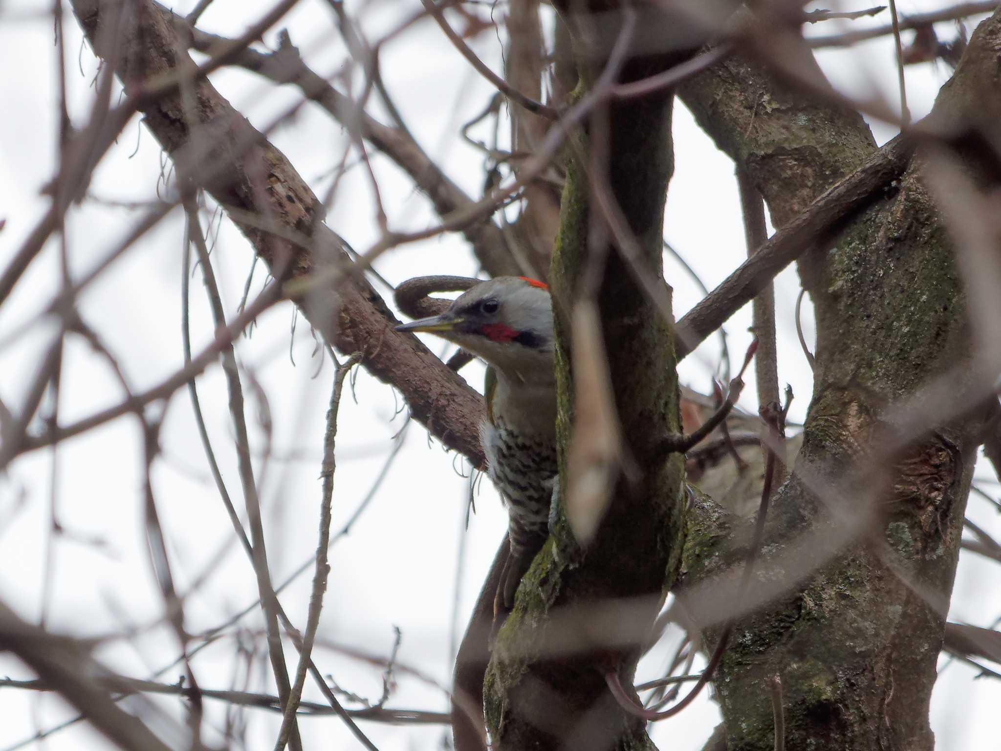 Japanese Green Woodpecker