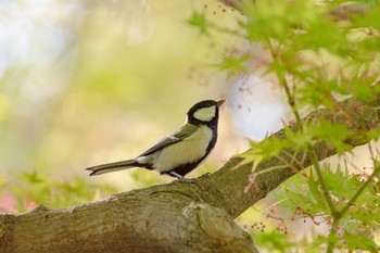 シジュウカラ 兵庫県宝塚市 2018年4月13日(金)