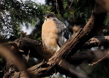 Sat, 2/4/2023 Birding report at 和田堀公園