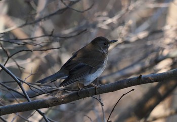 Pale Thrush 和田堀公園 Sat, 2/4/2023