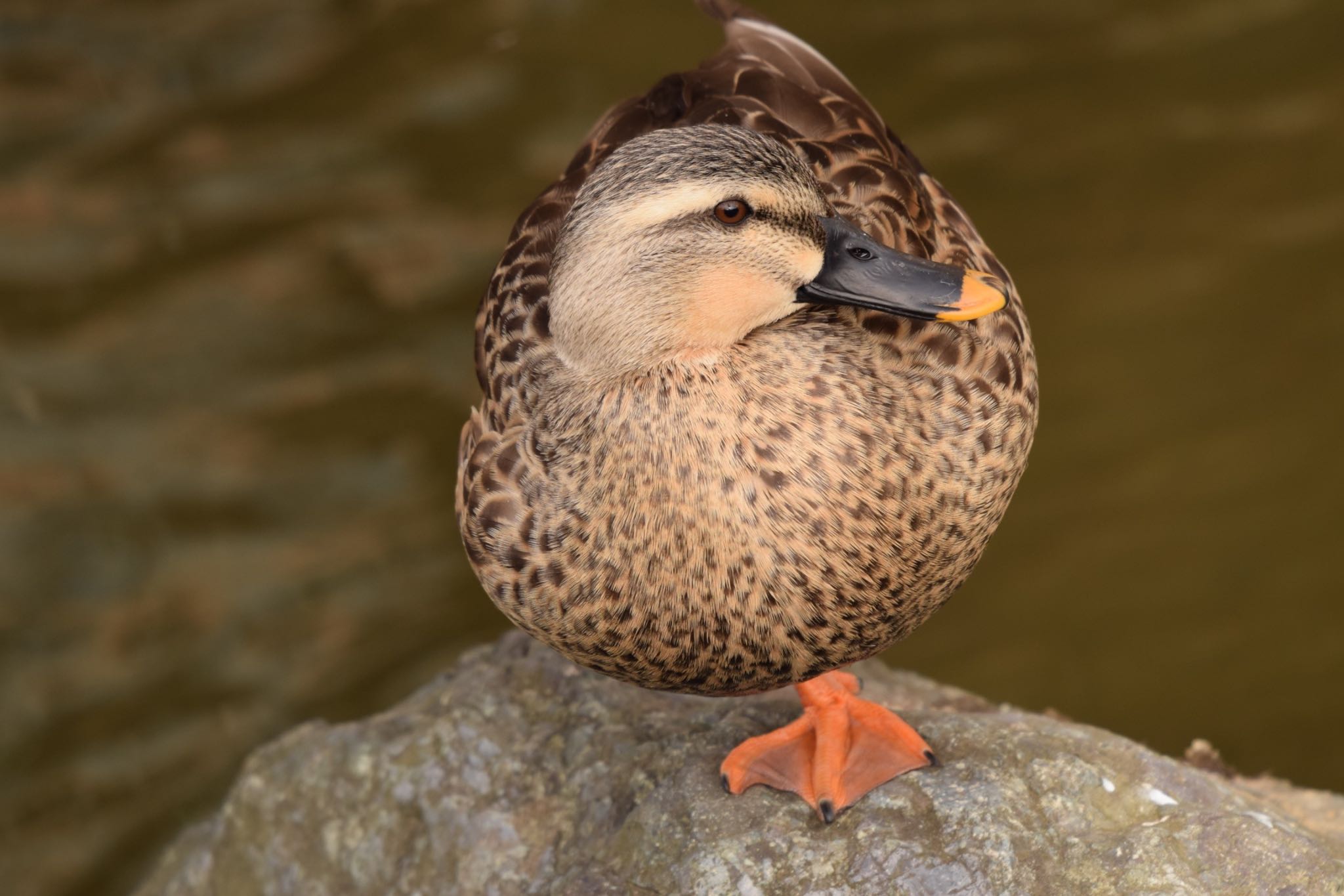 二ヶ領用水 マガモの写真 by しそのは