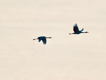 2023年2月4日(土) 十勝北部の野鳥観察記録