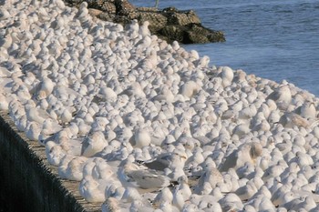 ユリカモメ ふなばし三番瀬海浜公園 2023年1月28日(土)