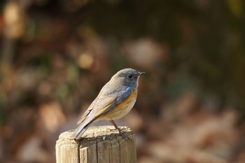 ルリビタキ 薬師池公園 2023年2月4日(土)