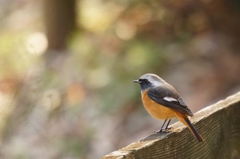 Daurian Redstart Machida Yakushiike Park Sat, 2/4/2023