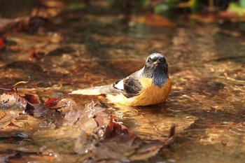 ジョウビタキ 薬師池公園 2023年2月4日(土)