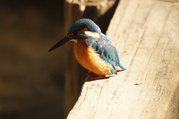 Common Kingfisher Machida Yakushiike Park Sat, 2/4/2023