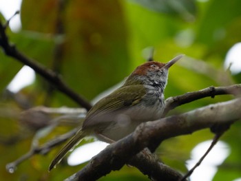 ノドグロサイホウチョウ シンガポール植物園 2023年2月4日(土)