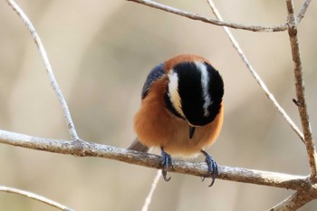 Varied Tit 丸火自然公園 Fri, 2/3/2023