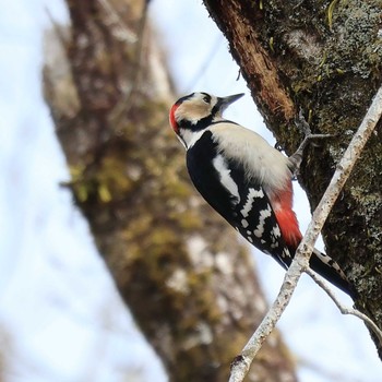 Great Spotted Woodpecker 丸火自然公園 Fri, 2/3/2023