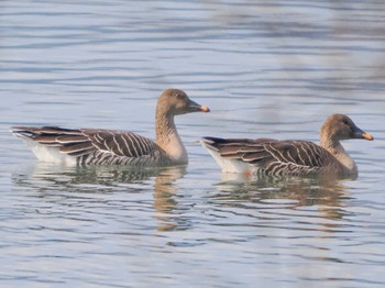 Sat, 2/4/2023 Birding report at 湖北野鳥センター