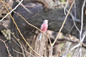 Siberian Long-tailed Rosefinch 淀川河川公園 Sat, 2/4/2023