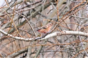 Siberian Long-tailed Rosefinch 淀川河川公園 Sat, 2/4/2023