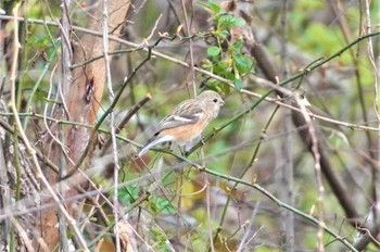 Siberian Long-tailed Rosefinch 淀川河川公園 Sat, 2/4/2023
