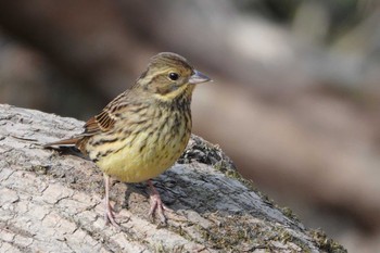 アオジ 秋ヶ瀬公園 2023年2月4日(土)