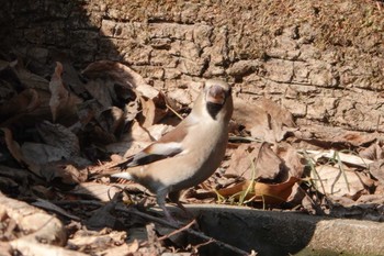 シメ 秋ヶ瀬公園 2023年2月4日(土)