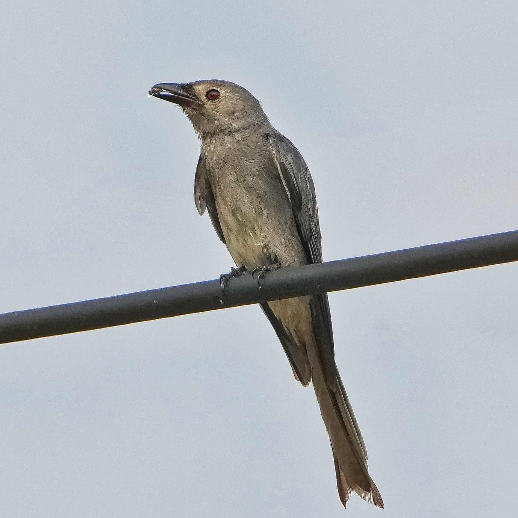 Ashy Drongo