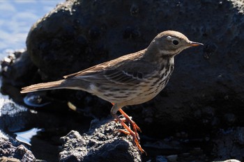 タヒバリ 東京港野鳥公園 2023年1月29日(日)