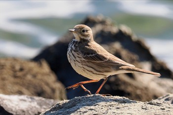 タヒバリ 東京港野鳥公園 2023年1月29日(日)