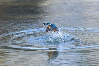 カワセミ 千里南公園 2023年2月4日(土)