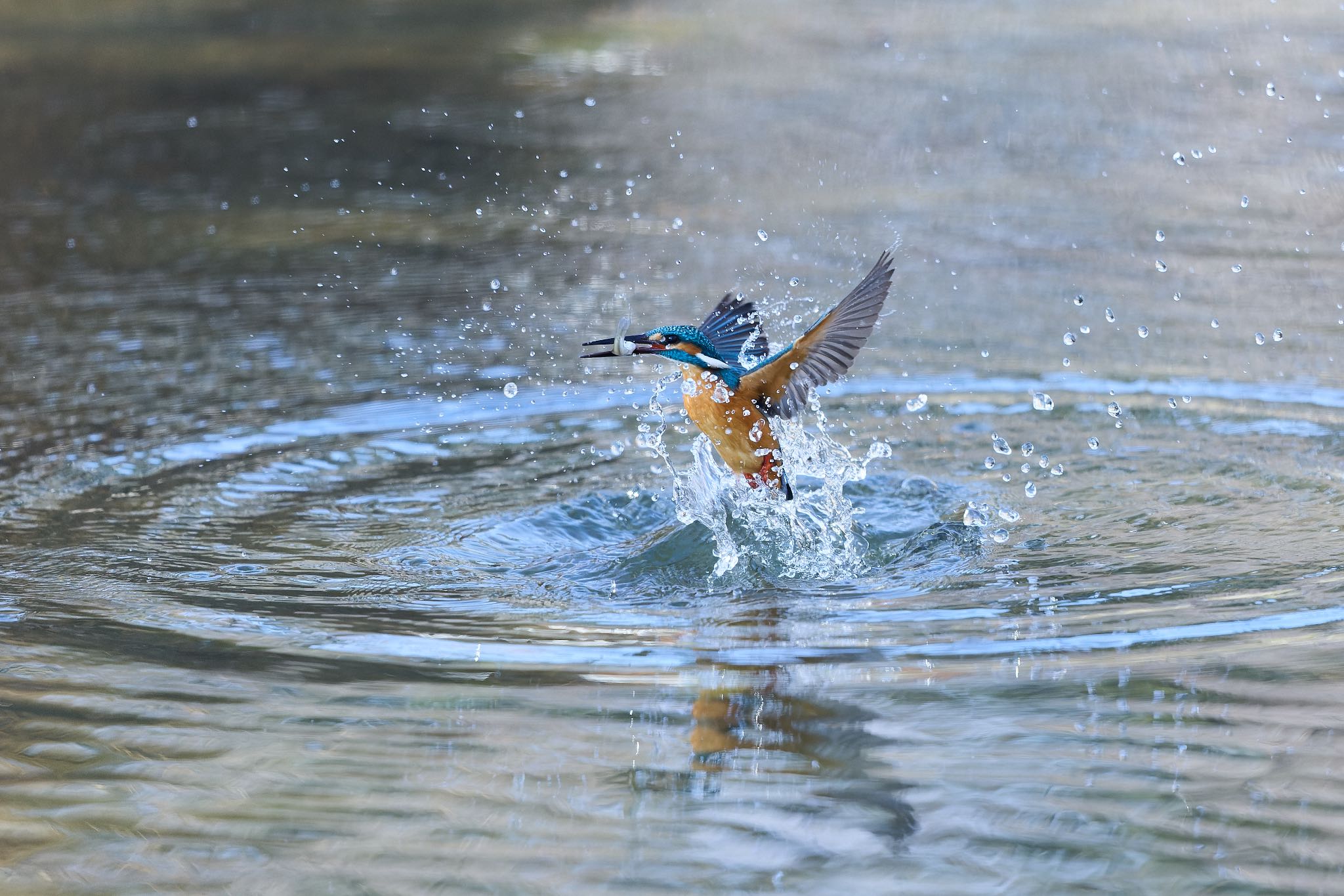 千里南公園 カワセミの写真 by 明石のおやじ