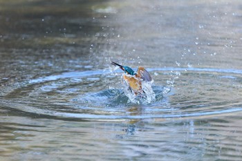 カワセミ 千里南公園 2023年2月4日(土)