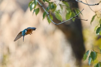 カワセミ 千里南公園 2023年2月4日(土)