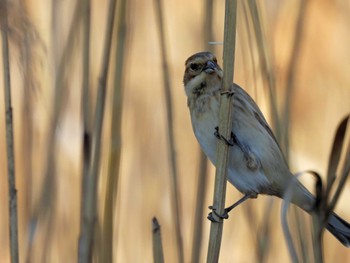 2023年2月4日(土) 谷津干潟の野鳥観察記録