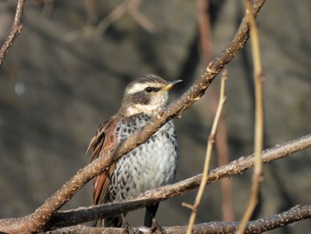 Dusky Thrush 実籾本郷公園 Tue, 1/31/2023