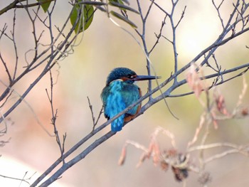 カワセミ 実籾本郷公園 2023年1月31日(火)