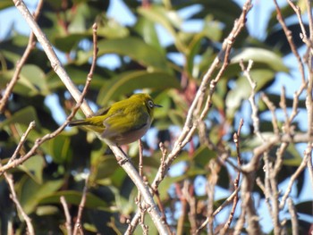 Warbling White-eye 実籾本郷公園 Tue, 1/31/2023