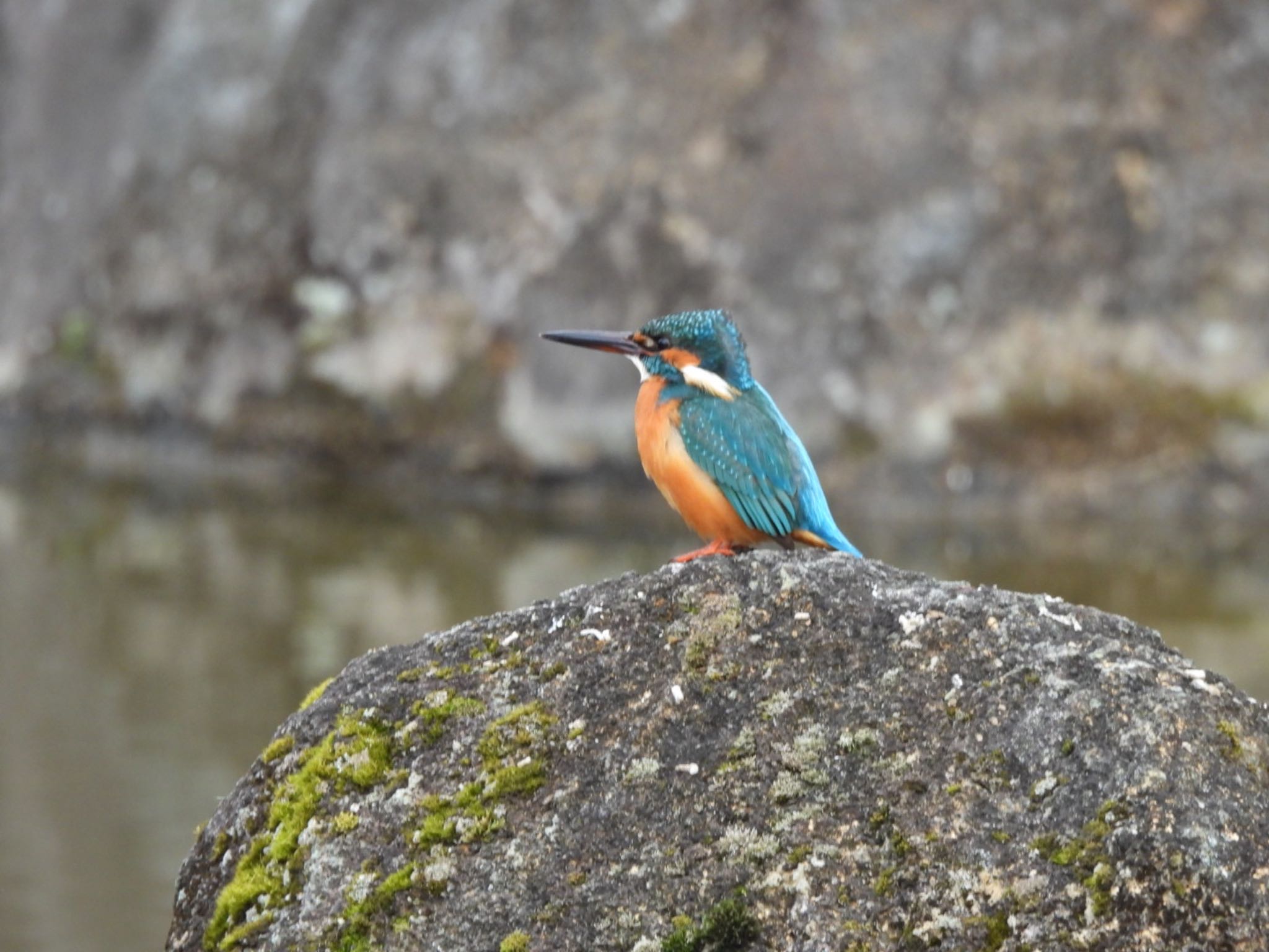 Photo of Common Kingfisher at Nara Park by Yukarich