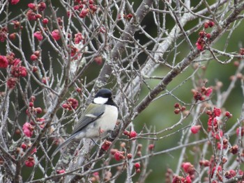 Japanese Tit Nara Park Sat, 2/4/2023