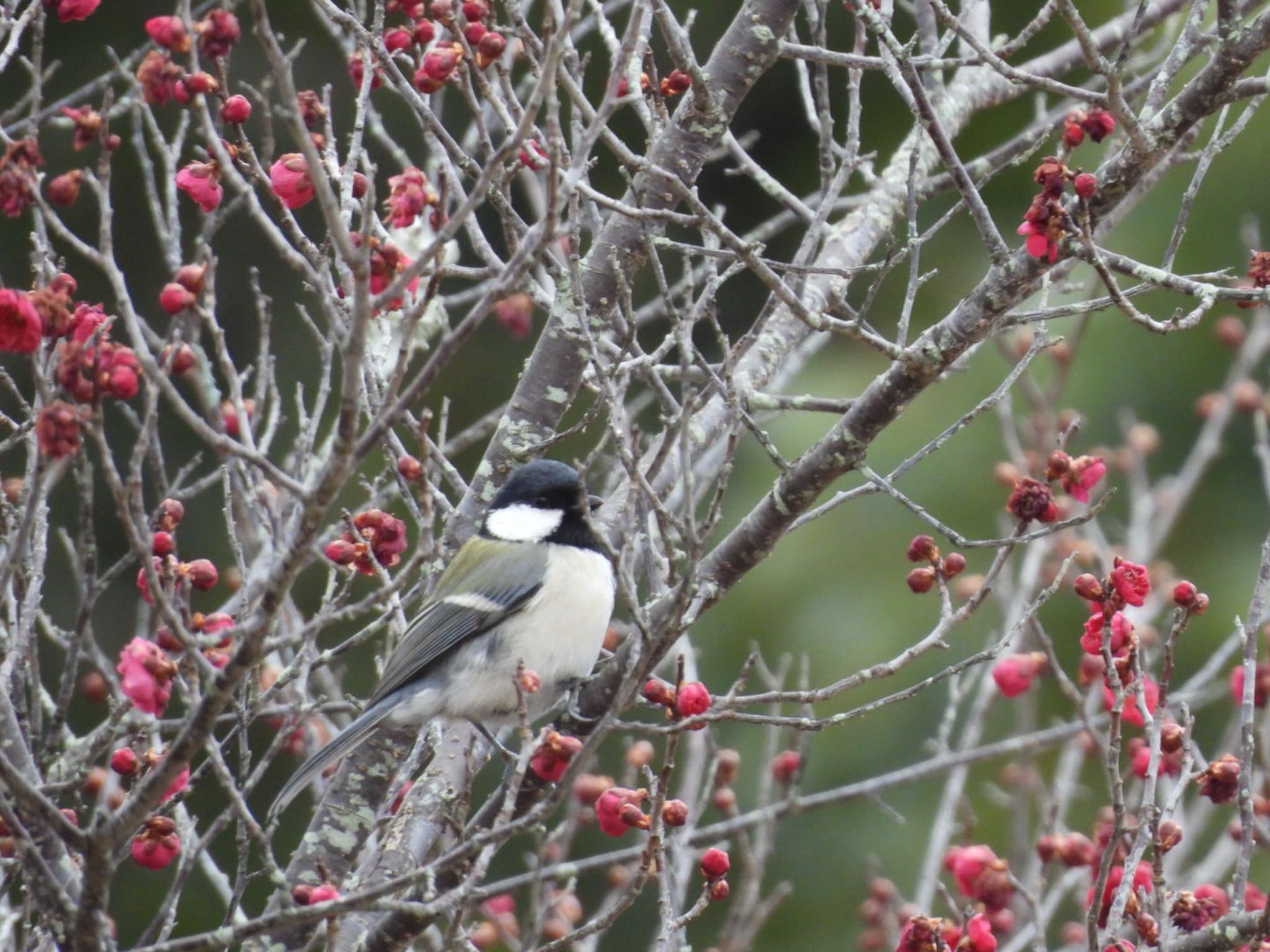 Photo of Japanese Tit at Nara Park by Yukarich