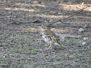 トラツグミ 奈良公園 2023年2月4日(土)