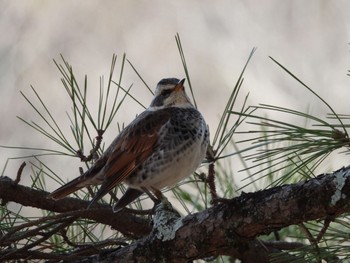 Dusky Thrush Nara Park Sat, 2/4/2023