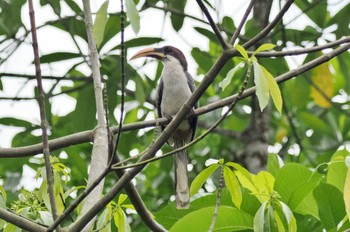 Sri Lanka Grey Hornbill