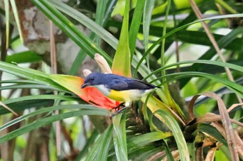 Legge's Flowerpecker