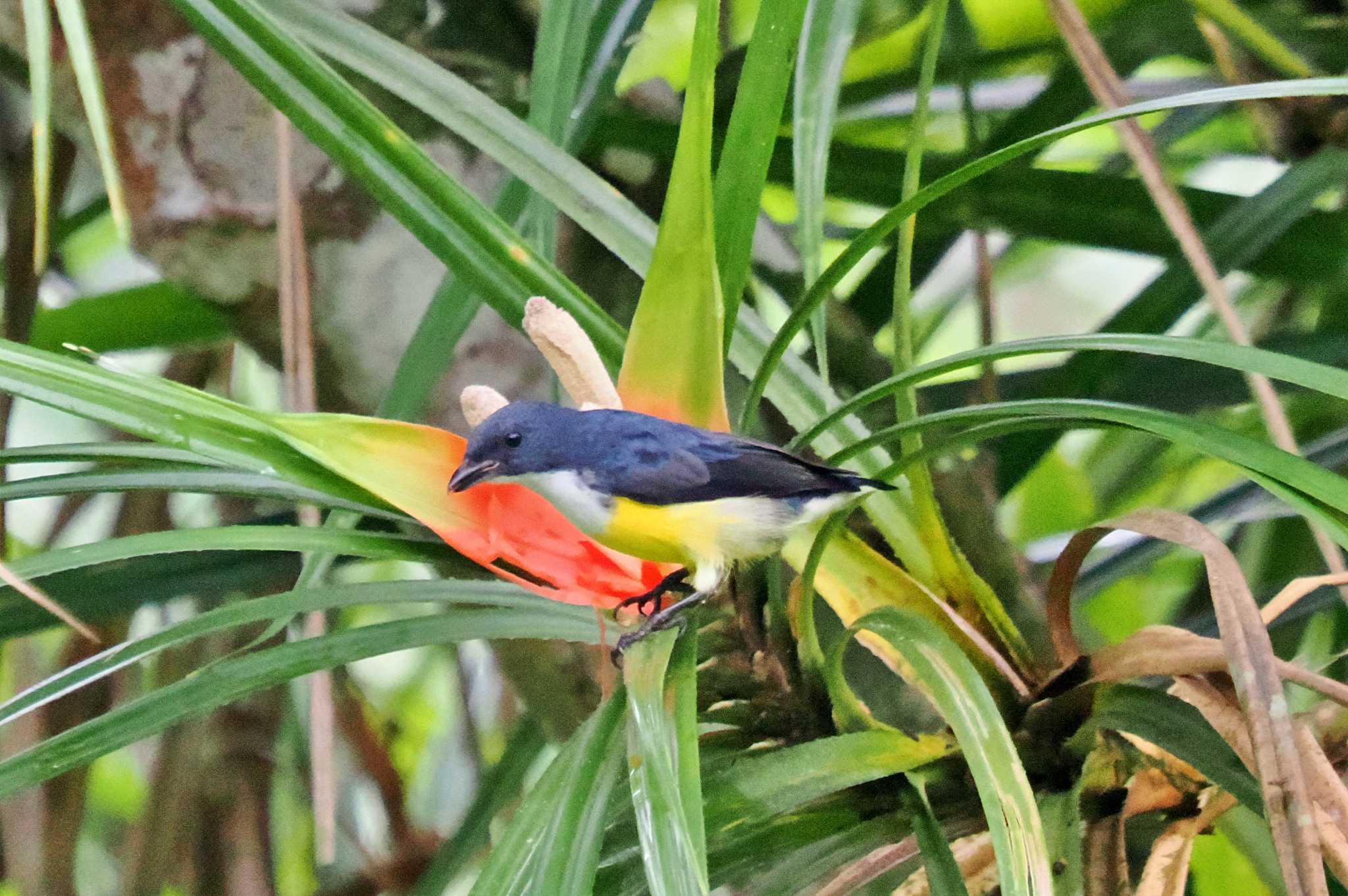 Photo of Legge's Flowerpecker at Sri Lanka by 藤原奏冥