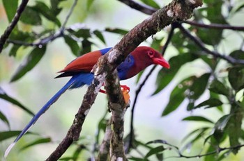 Sri Lanka Blue Magpie