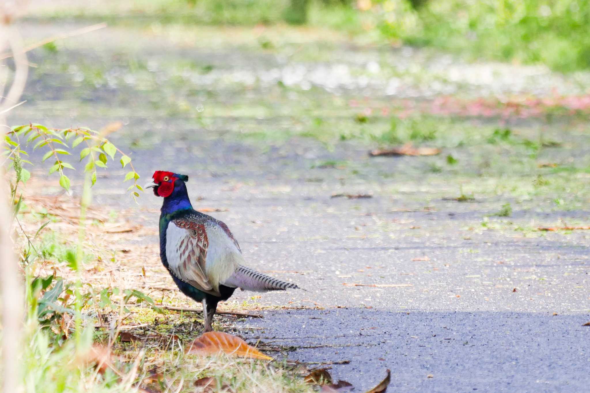 Photo of Green Pheasant at 恵那市 by  Lapolapola Birds