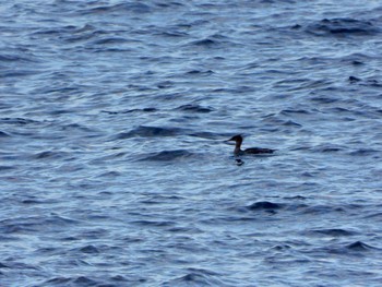 Red-breasted Merganser 城ヶ島 Sat, 2/4/2023