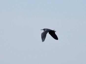 Pacific Reef Heron 城ヶ島 Sat, 2/4/2023