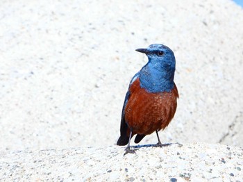 Blue Rock Thrush 城ヶ島 Sat, 2/4/2023